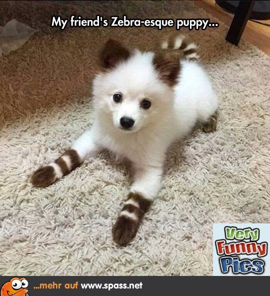 Zebra Puppy