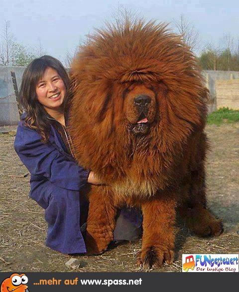 Haariger Hund