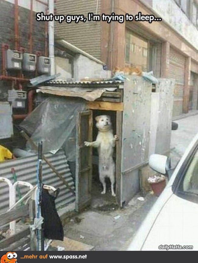 Klappe Hundehaus