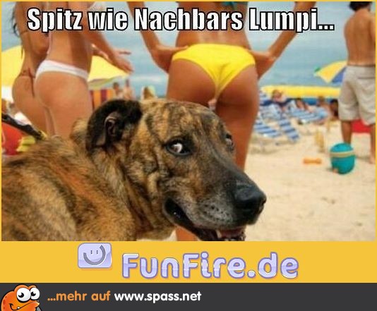 Spitz wie Lumpi