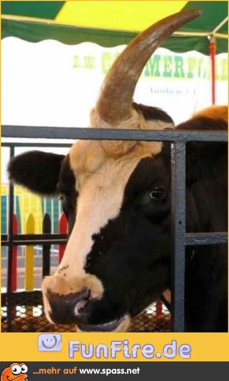 Einhorn Kuh