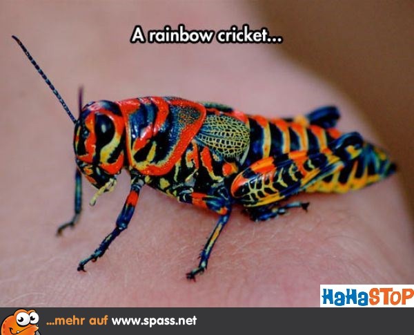 Regenbogen Heuschrecke