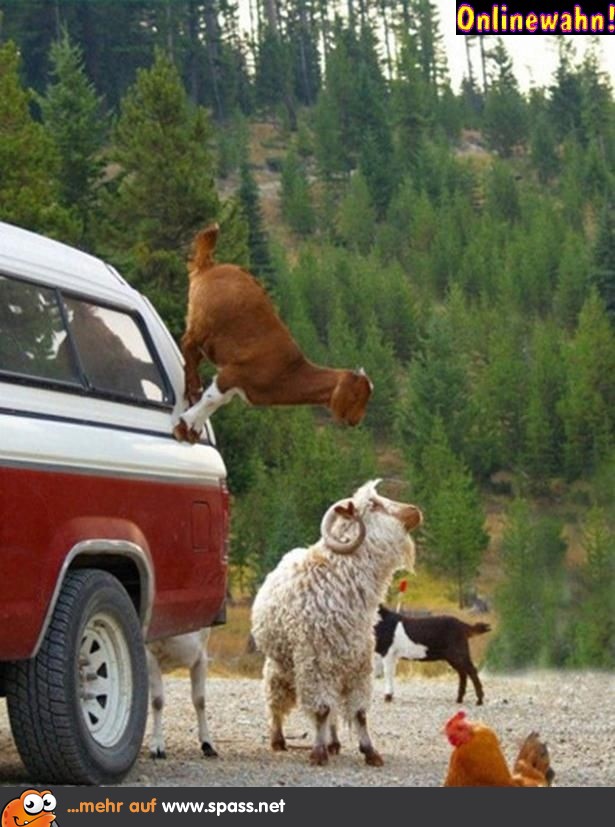 Bergziege Auto