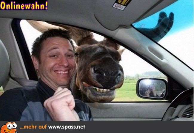 Auto Elch
