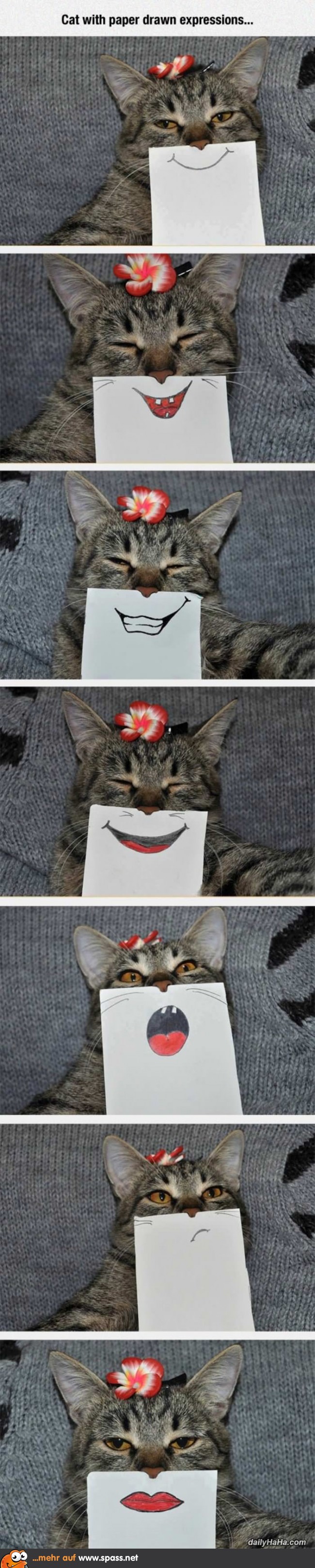 Katze Lächeln