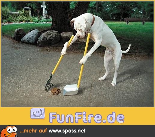 Hund macht Haufen weg
