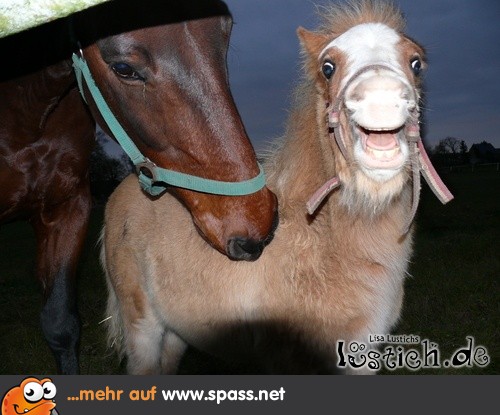 Lachendes Fohlen