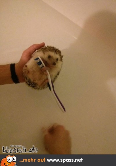 Igel Zahnbürste
