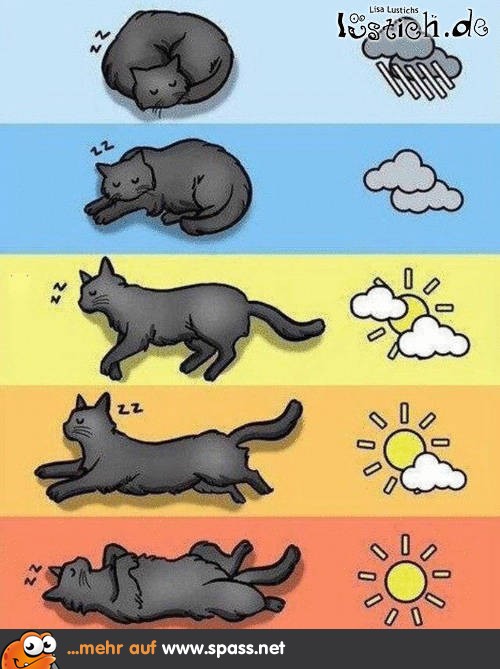 Katzenwetter