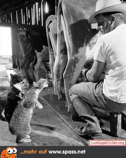 Katze Milch Bauer