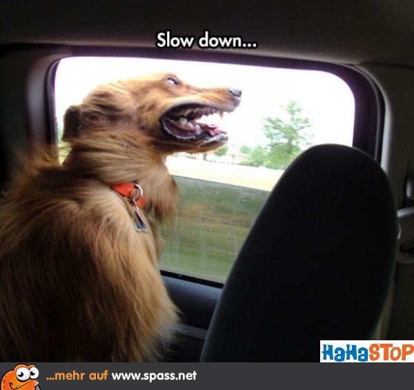 Hund Autofenster Wind