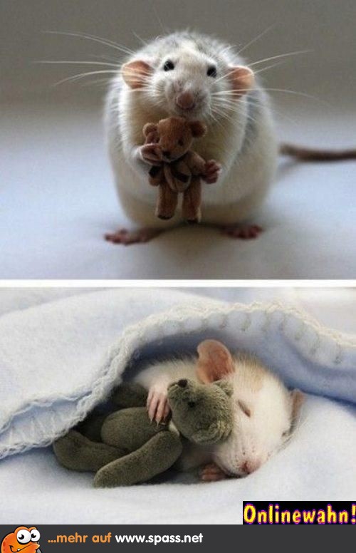 Maus Teddy Schlaf