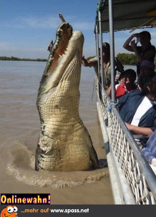 Krokodil Safari