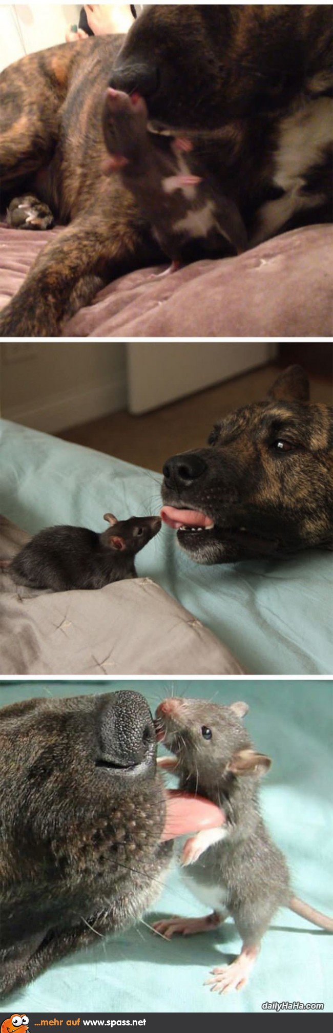 Hund Maus Kuss