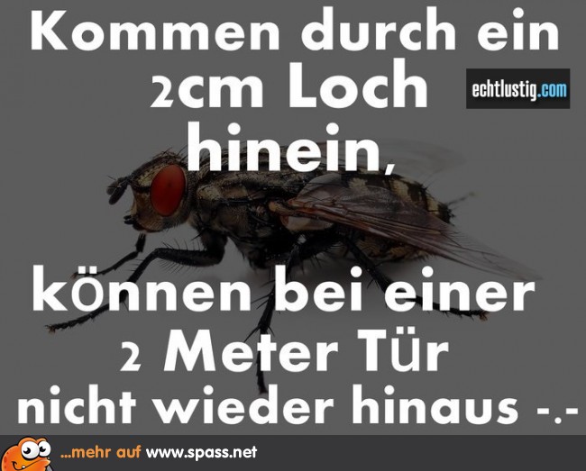 Dumme Fliegen