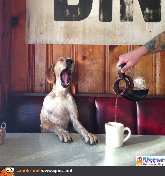 Hund Kaffee