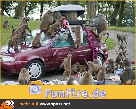 Affenbande überfällt