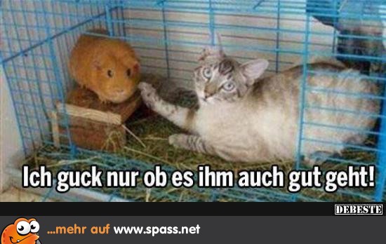 Katze und Hamster