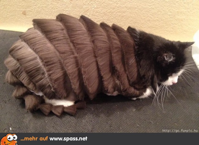 Katze Fellfrisur