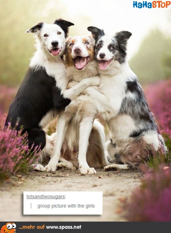 3 Hundefreunde