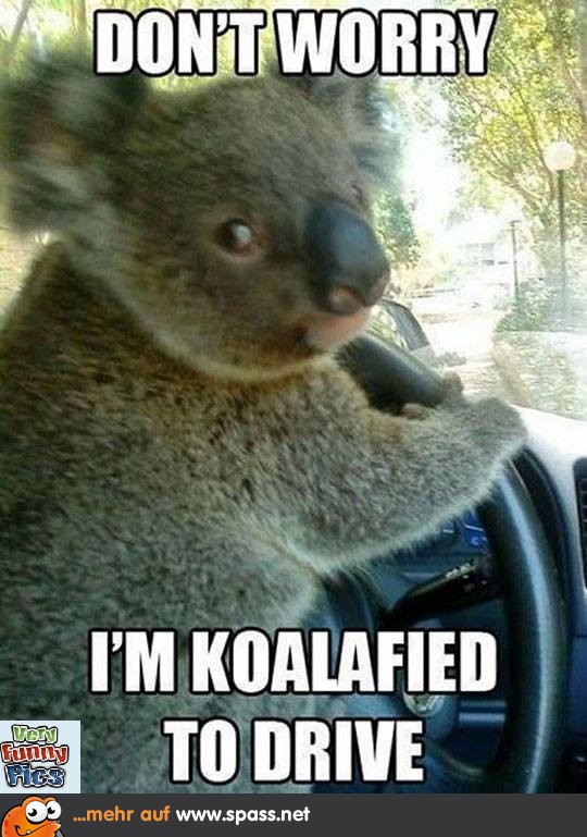 Koala Fahrer