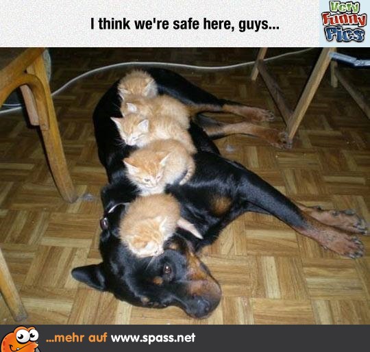Safe Kittens