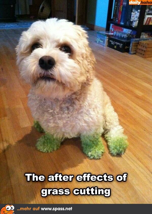 Graspfoten Hund