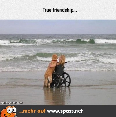 Hund Rollstuhl Mädchen