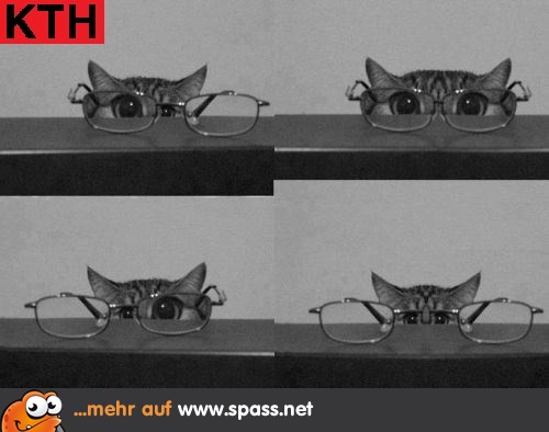 Katze Brille