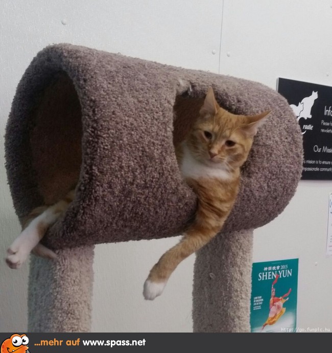 Katze chillt in Röhre