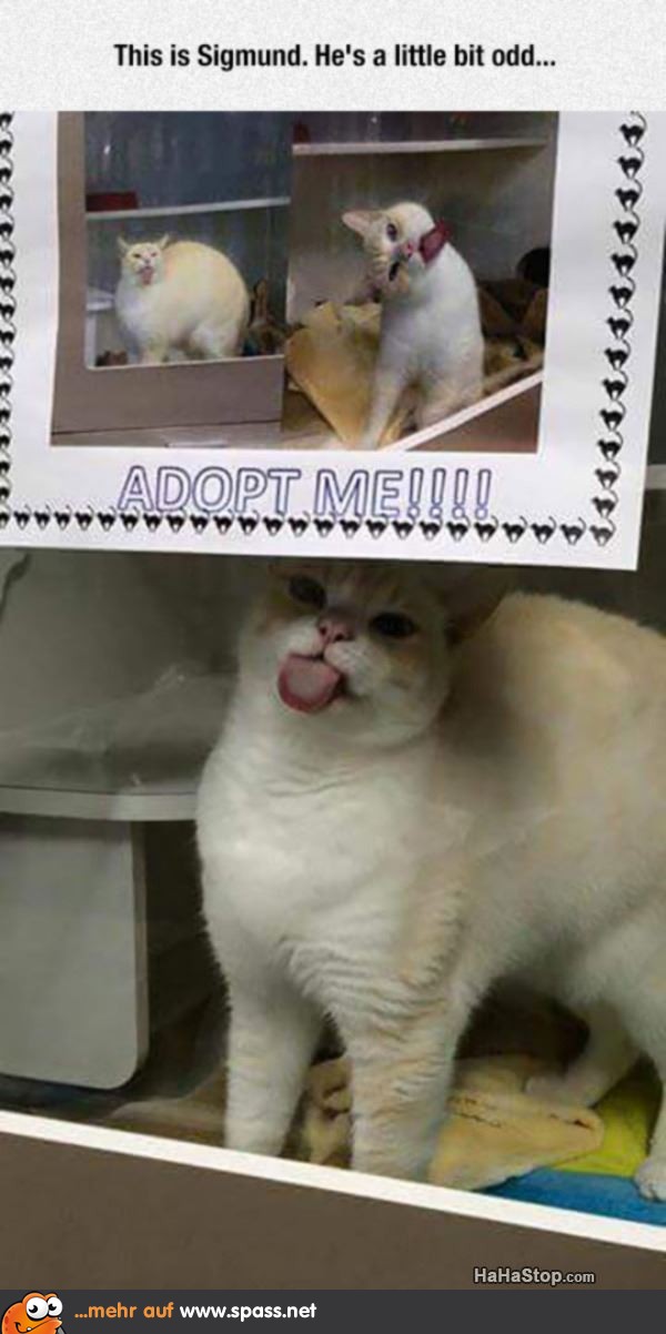 Verrückte Katze Zunge