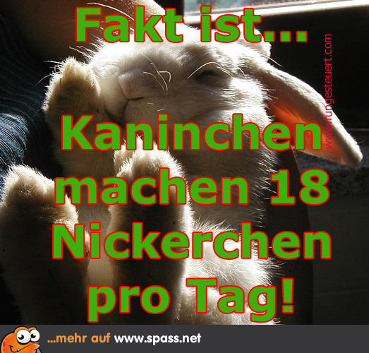 Kaninchen schlafen