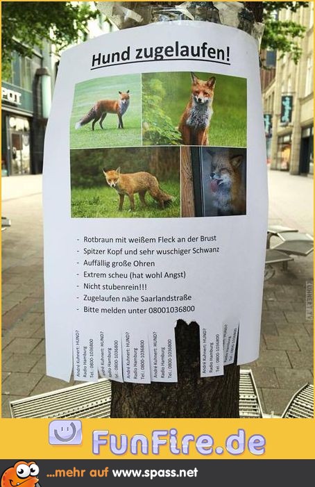 Hund entlaufen Fuchs