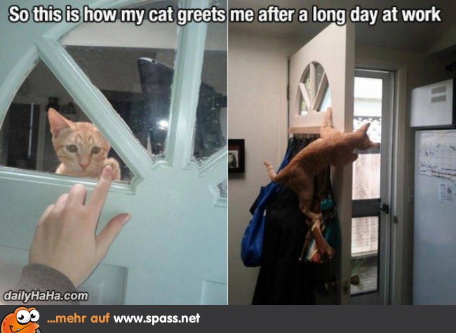 Haustür Katze