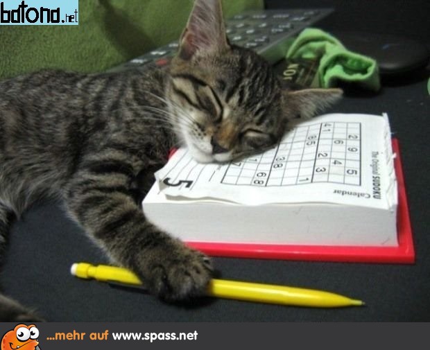 Sudoku Katze