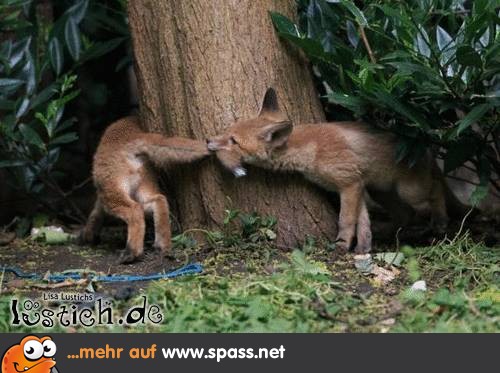 Fuchs in den Schwanz beißen