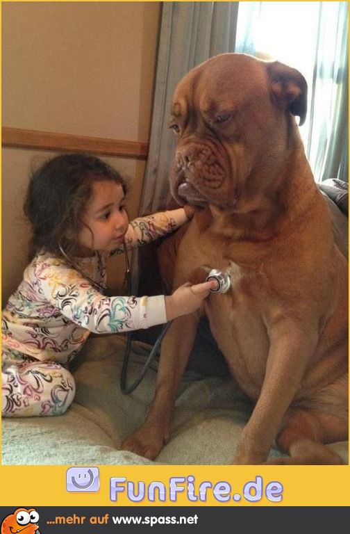Hund wird untersucht