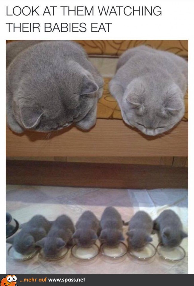 Katzenfamilie