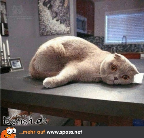 Katze schläft