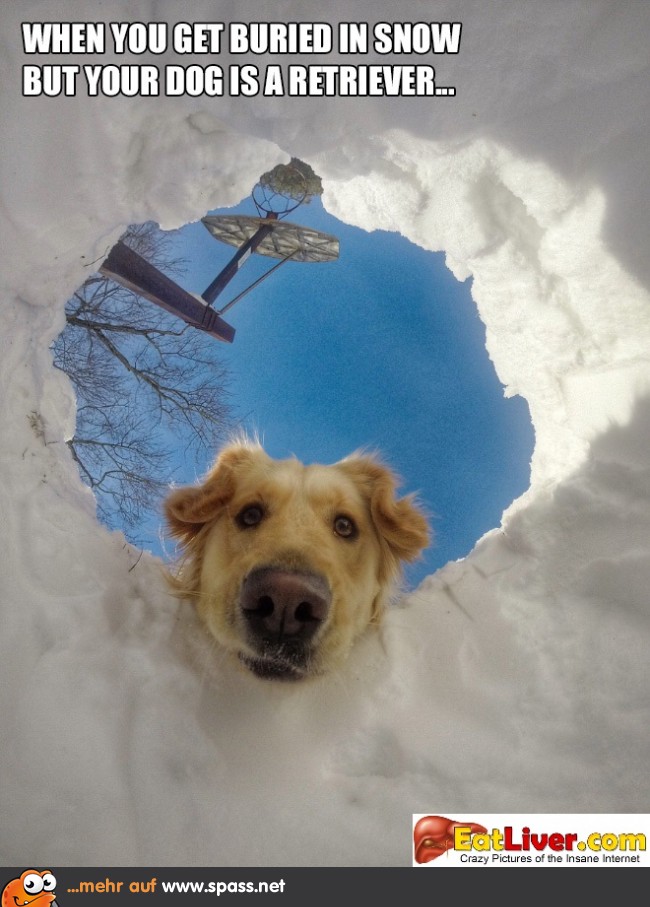 Golden Retriver