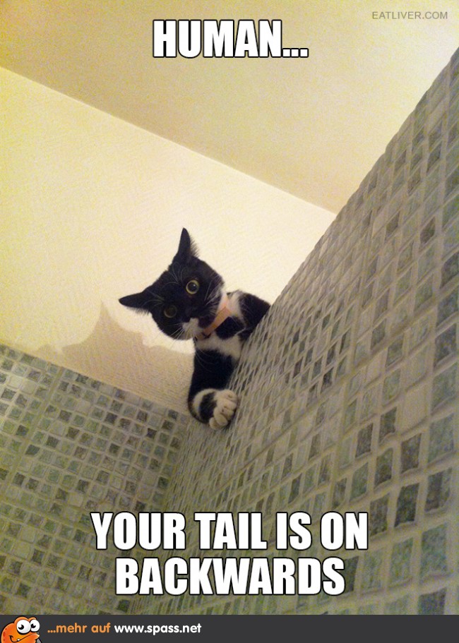 Katze guckt in Dusche