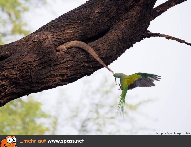Eidechse und Vogel
