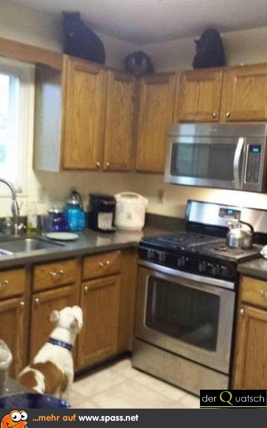 3 Katzen Pitbull
