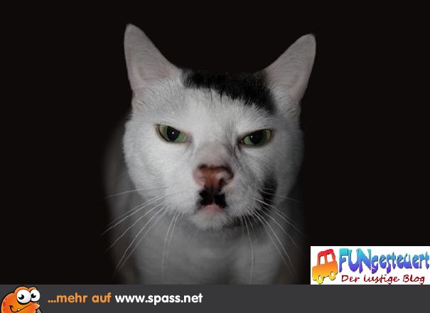 Katze Hitler Style