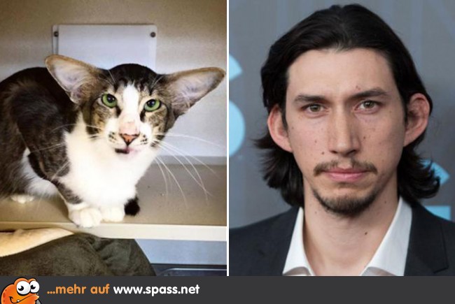 Promi Katze