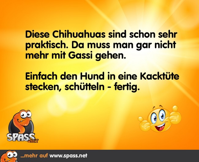 Chihuahua Lustige Bilder auf