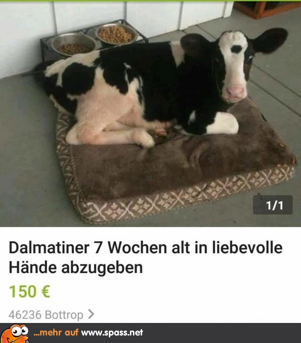Dalmatiner Lustige Bilder auf