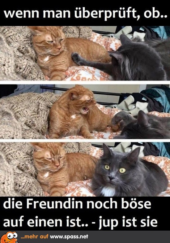 Ob sie noch böse ist? Lustige Bilder auf