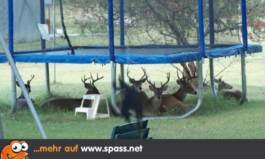 Spring doch… Lustige Bilder auf