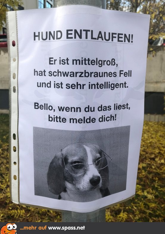 Bello, melde dich! Lustige Bilder auf
